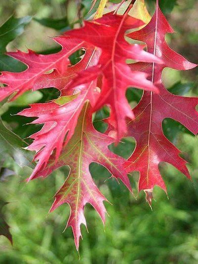 Дуб шарлаховий / Quercus coccinea 31911 фото