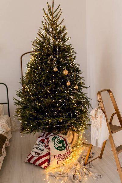 Ель обыкновенная новогодняя / Picea abies 33066 фото