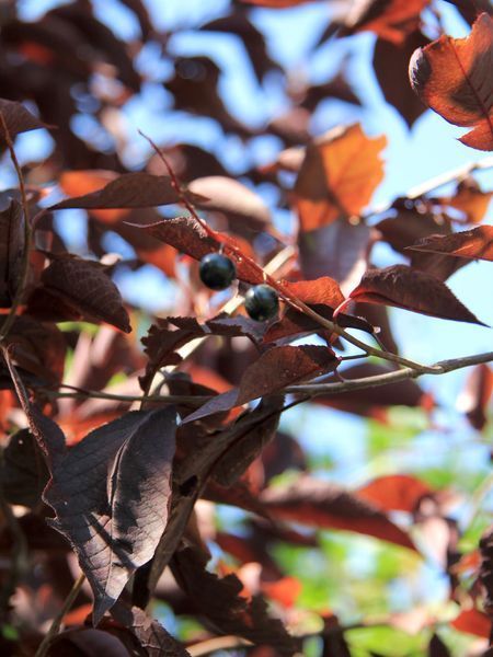 Черемха віргінська Канада Ред / Prunus virginiana Canada Red 24800 фото
