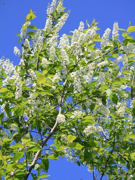 Черемха віргінська Канада Ред / Prunus virginiana Canada Red 24800 фото