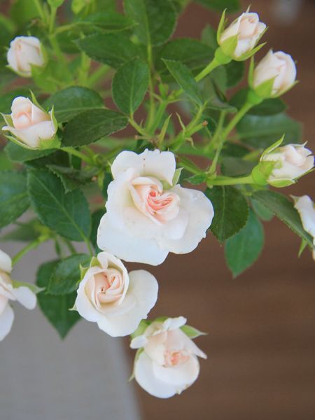 Троянда флорибунда Аспірин / Rose Aspirin 31104 фото