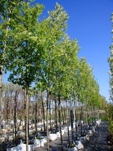 Черемха віргінська Канада Ред / Prunus virginiana Canada Red 24800 фото