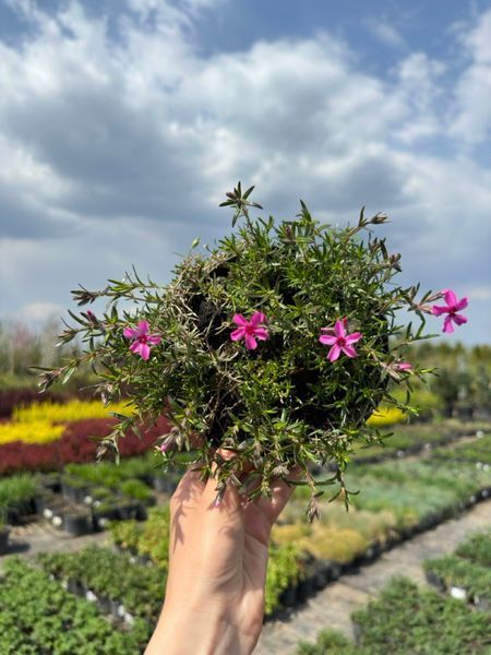 Флокс шиловидный Темискаминг / Phlox subulata Temiskaming 26937 фото