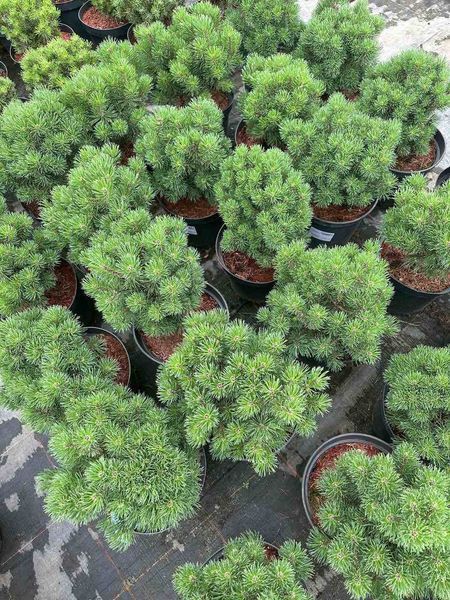 Сосна гірська Мопс / Pinus mugo Mops 24697 фото