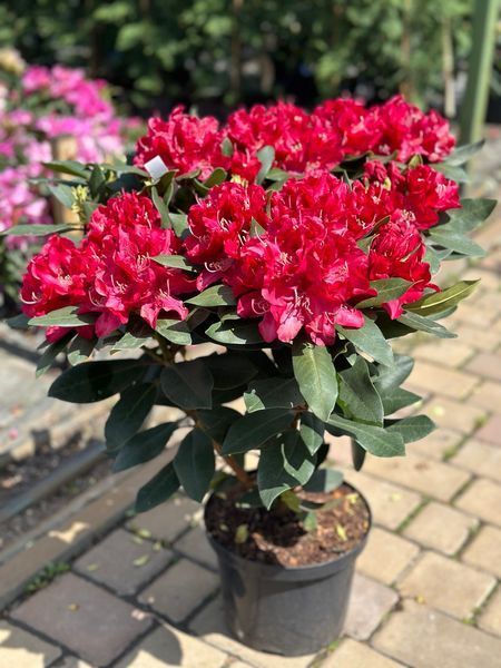 Рододендрон гибридный Карл Нойе / Rhododendron Hybride Karl Naue 33305 фото