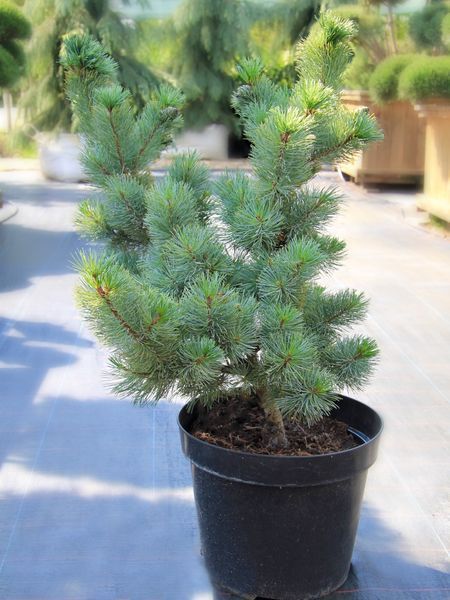 Сосна дрібноквіткова Чікуза-Готен / Pinus parviflora Chikusa-Goten 20212 фото