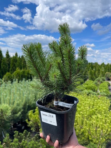 Сосна гірська Мопс / Pinus mugo Mops 24697 фото