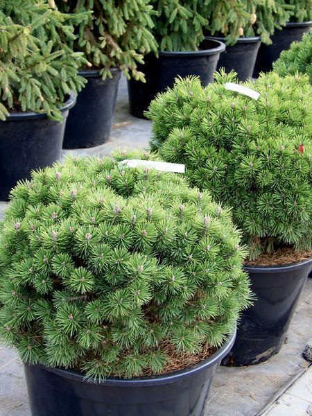 Сосна гірська Мопс / Pinus mugo Mops 24697 фото
