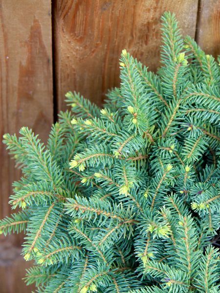 Ялина звичайна Карл / Picea abies Karl 15880 фото