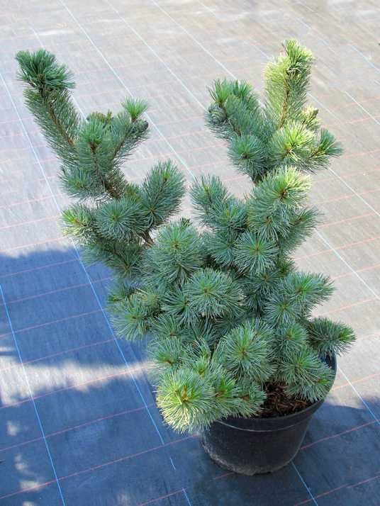 Сосна мелкоцветковая Чикуза-Готен / Pinus parviflora Chikusa-Goten