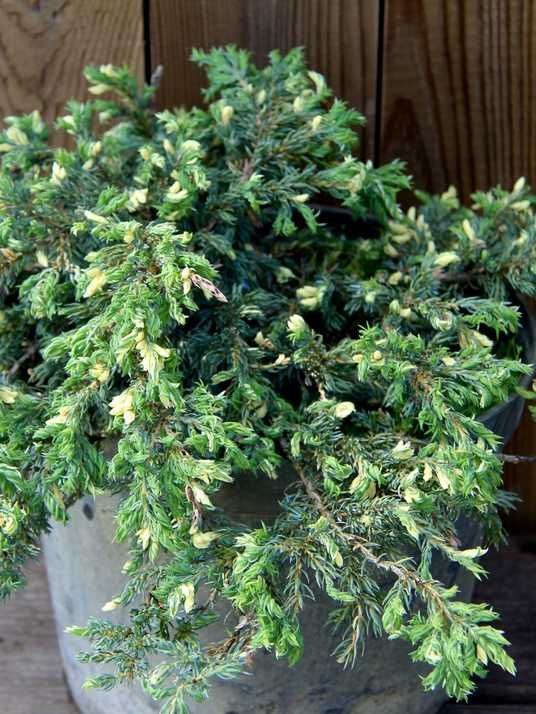 Ялівець звичайний Спотті Спредер / Juniperus communis Spotty