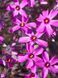 Флокс шиловидный Темискаминг / Phlox subulata Temiskaming 26937 фото 1