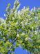 Черемха віргінська Канада Ред / Prunus virginiana Canada Red 24800 фото 3