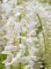 Глициния короткокистая Широ Капитан / Wisteria brachybotrys Shiro Kapitan 33515 фото 1