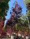 Черемха віргінська Канада Ред / Prunus virginiana Canada Red 24800 фото 1