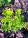 Гейхера гібрідна Рекс Лайм / Heuchera hybride Rex Lime 35879 фото 2