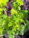 Гейхера гібрідна Рекс Лайм / Heuchera hybride Rex Lime 35879 фото 1