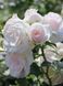 Троянда флорибунда Аспірин / Rose Aspirin 31104 фото 1