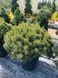 Сосна гірська Мопс / Pinus mugo Mops 24697 фото 4