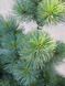 Сосна дрібноквіткова Чікуза-Готен / Pinus parviflora Chikusa-Goten 20212 фото 2