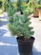 Сосна дрібноквіткова Чікуза-Готен / Pinus parviflora Chikusa-Goten 20212 фото 3