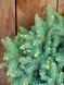 Ялина звичайна Карл / Picea abies Karl 15880 фото 2