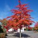 Дуб шарлаховий / Quercus coccinea 31911 фото 1