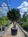 Тис средний формированный зонт / Taxus media Hillii 31350 фото