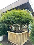 Тис ягодный Саммерголд / Taxus baccata Summergold 31364 фото