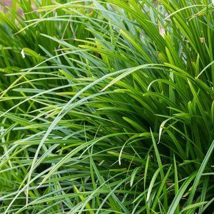 Осока морроу Ириш Грин / Carex morrowii Irish Green 34938 фото