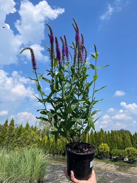 Вероніка колоскова Атомік Ред Рей / Veronica spicata Atomic Red Ray 28472 фото