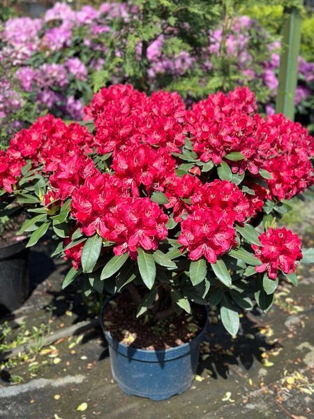 Рододендрон гибридный Ред Джек / Rhododendron hybrid Red Jack 30365 фото