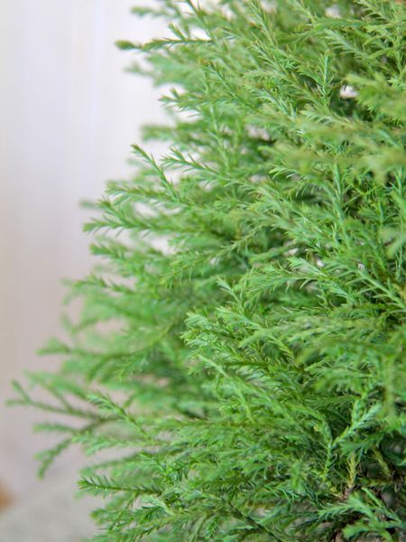 Туя западная Мистер Боулинг Болл / Thuja occidentalis Mr Bowling Ball 27521 фото