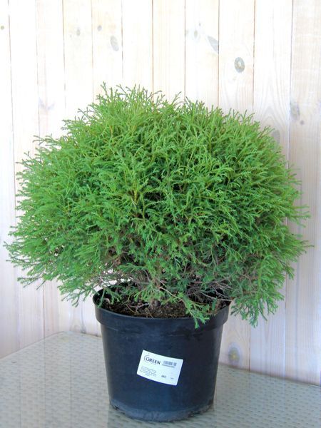 Туя западная Мистер Боулинг Болл / Thuja occidentalis Mr Bowling Ball 27521 фото
