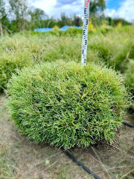 Туя западная Мистер Боулинг Болл / Thuja occidentalis Mr Bowling Ball 27521 фото