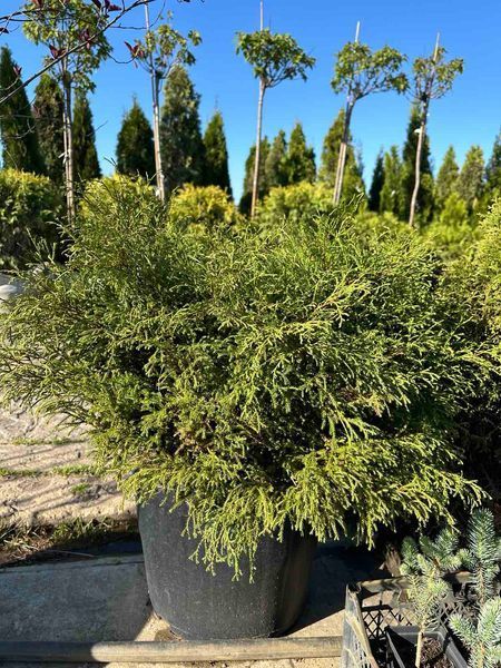 Туя западная Мистер Боулинг Болл / Thuja occidentalis Mr Bowling Ball 27521 фото