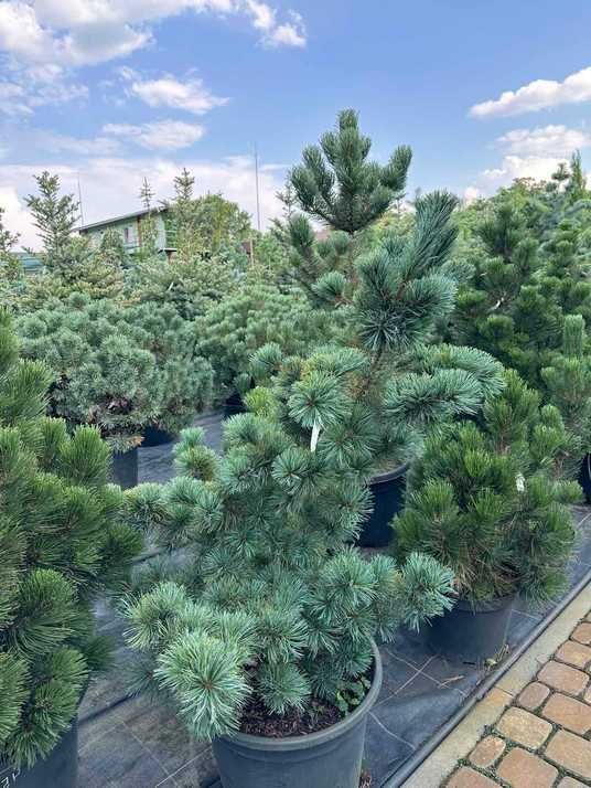Сосна мелкоцветковая Чикуза-Готен / Pinus parviflora Chikusa-Goten