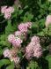 Спірея японська Літтл Принцес / Spiraea japonica Little Princess 27881 фото 2