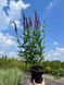 Вероніка колоскова Атомік Ред Рей / Veronica spicata Atomic Red Ray 28472 фото 2