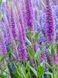 Вероніка колоскова Атомік Ред Рей / Veronica spicata Atomic Red Ray 28472 фото 1