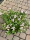 Спірея японська Літтл Принцес / Spiraea japonica Little Princess 27881 фото 1