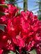 Рододендрон гибридный Ред Джек / Rhododendron hybrid Red Jack 30365 фото 1