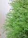 Туя западная Мистер Боулинг Болл / Thuja occidentalis Mr Bowling Ball 27521 фото 4