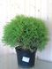 Туя западная Мистер Боулинг Болл / Thuja occidentalis Mr Bowling Ball 27521 фото 3