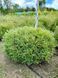 Туя западная Мистер Боулинг Болл / Thuja occidentalis Mr Bowling Ball 27521 фото 5
