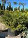 Туя западная Мистер Боулинг Болл / Thuja occidentalis Mr Bowling Ball 27521 фото 2