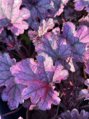 Гейхера гібрідна Форевер Пурпур / Heuchera hybride Forever Purple 35883 фото