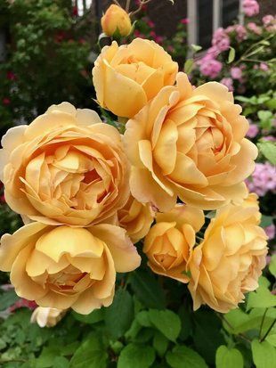 Роза шраб Голден Селебрэйшн / Rose Golden Celebration 35043 фото