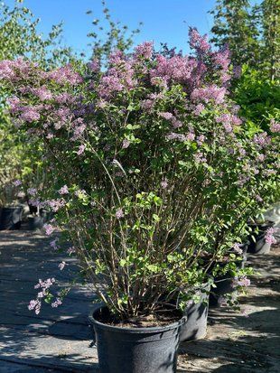 Сирень мелколистная Джози / Syringa microphylla Josee 31183 фото