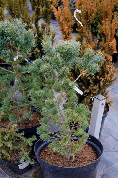 Сосна дрібноквіткова Шунс Бонсай / Pinus parviflora Schoon's Bonsai 24634 фото